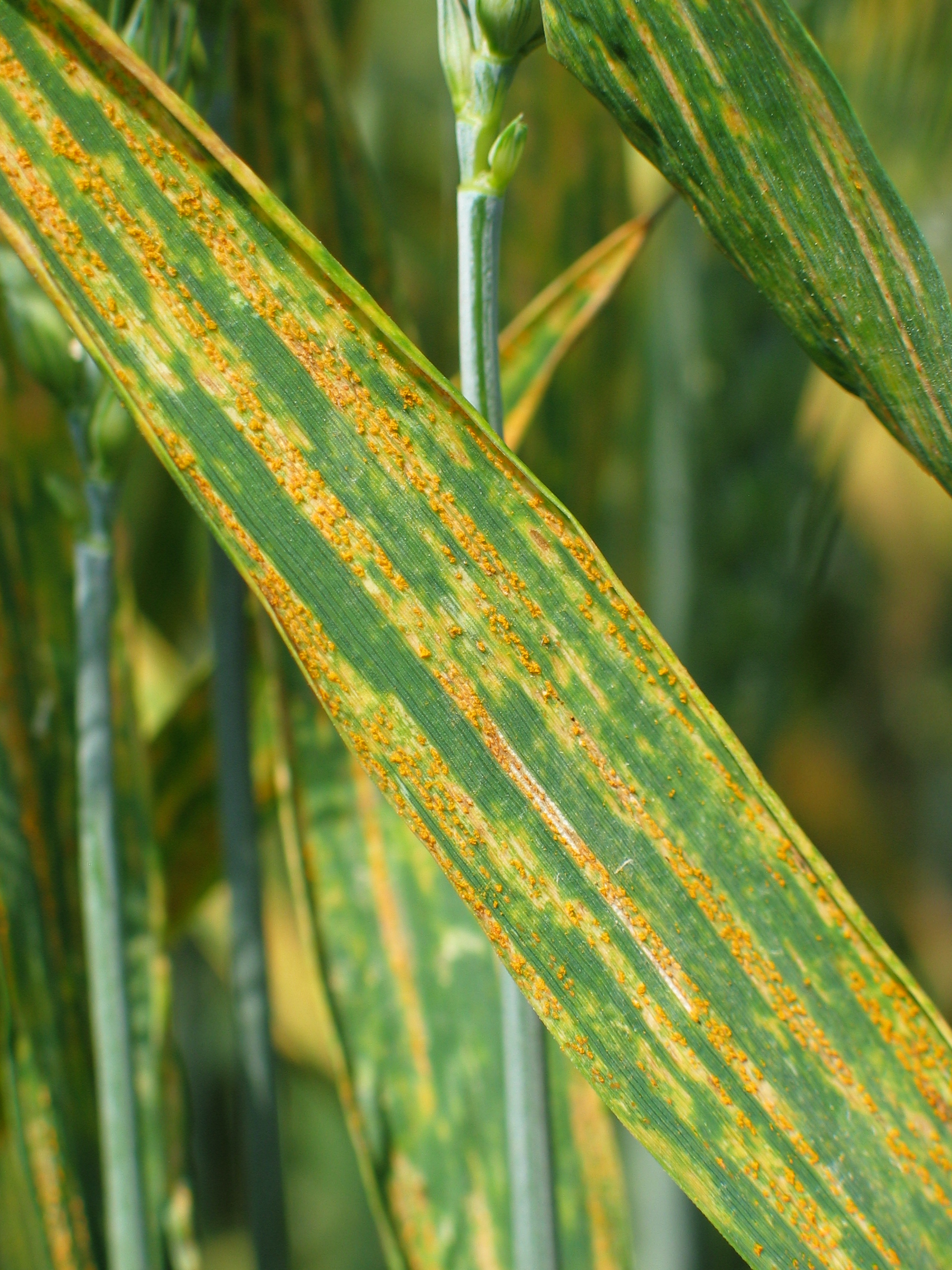 feuille de blé infectée par Puccinia striiformis f. sp. tritici