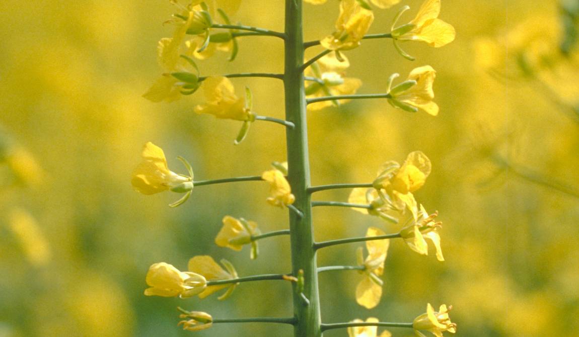 brassica napus - oilseed rape.jpg
