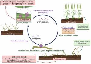 life cycle of the phytopathogenic fungus Z. tritici