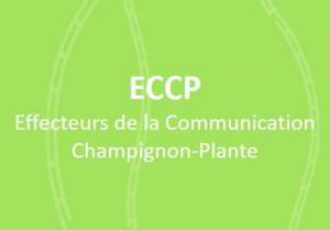 fr-ECCP